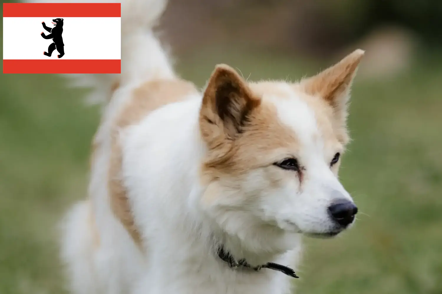 Norrbottenspitz cachorros y criadores Berlín Aquí puedes encontrar criadores de Norrbottenspitze en Berlín.