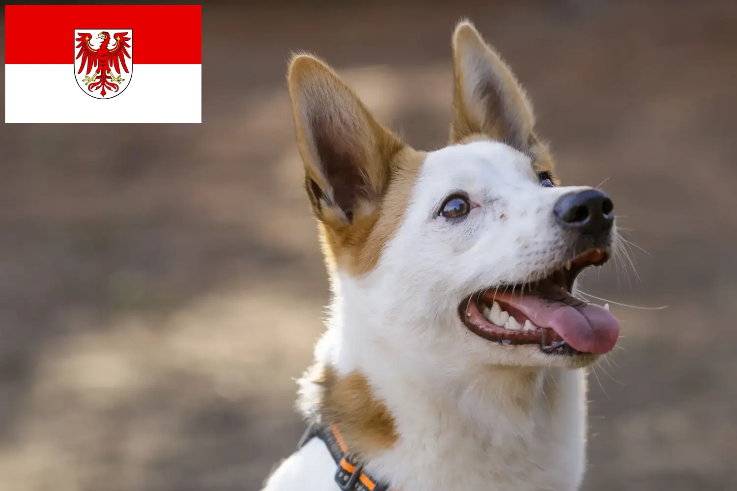Norrbottenspitz cachorros y criadores Brandenburgo Aquí puedes encontrar criadores de Norrbottenspitze en Brandenburgo.