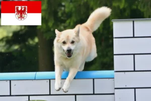 Lee más sobre el artículo Criadores de Buhund noruego y cachorros en Brandenburgo