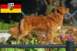 Lee más sobre el artículo Criadores y cachorros de Nova Scotia Duck Tolling Retriever en Sarre
