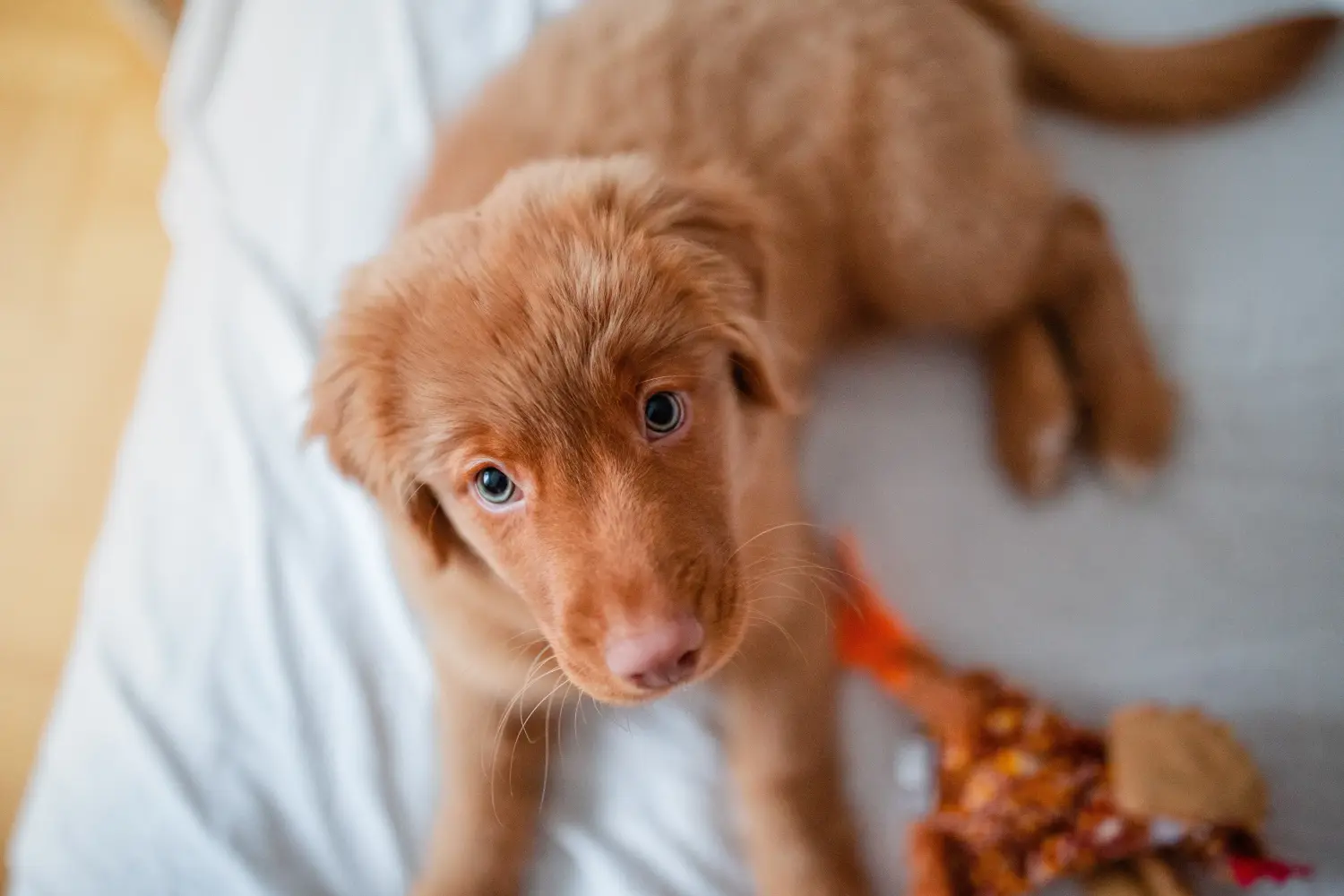 Comprar un cachorro de Nova Scotia Duck Tolling Retriever significa asumir responsabilidades. Comprar cachorros de Nova Scotia Duck Tolling Retriever.