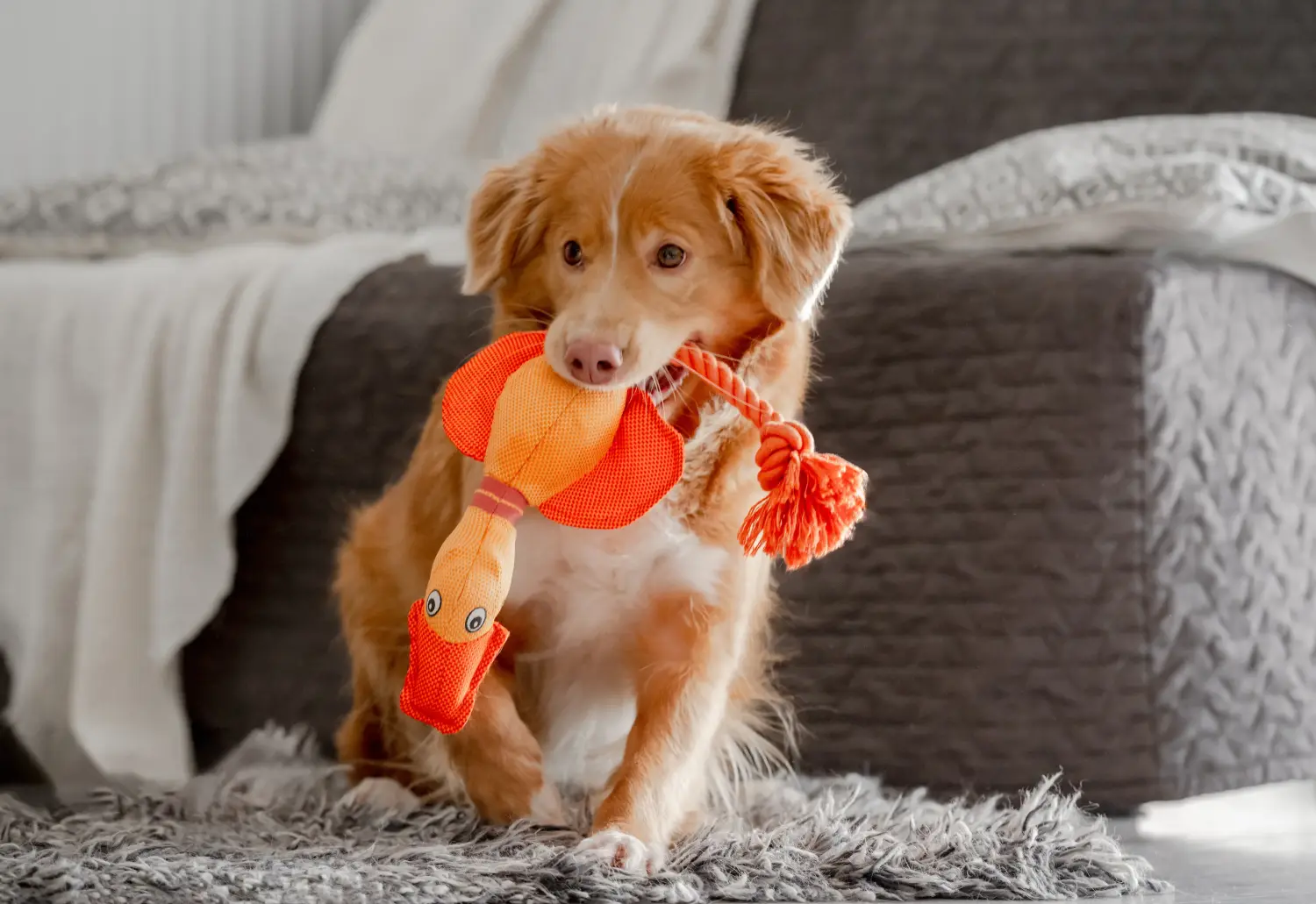 Comprar un cachorro de Nova Scotia Duck Tolling Retriever significa asumir responsabilidades. Comprar cachorros de Nova Scotia Duck Tolling Retriever.
