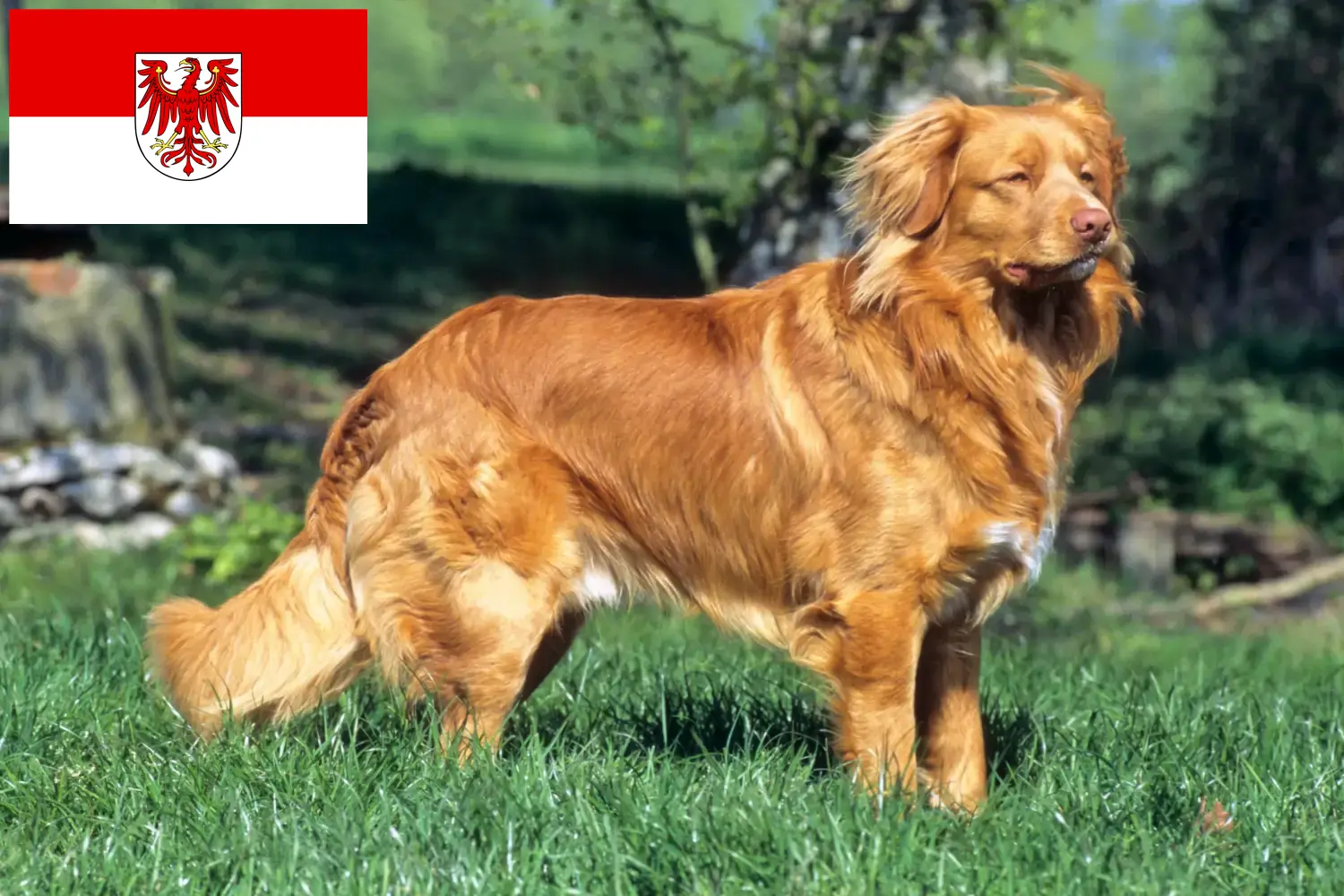 Nova Scotia Duck Tolling Retriever cachorros y criadores Brandenburg Encuentra criadores de Nova Scotia Duck Tolling Retriever en Brandenburgo.