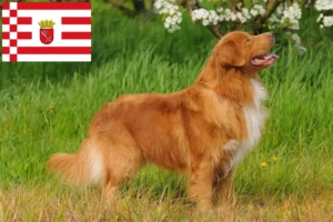 Lee más sobre el artículo Nueva Escocia Duck Tolling Retriever criadores y cachorros en Bremen