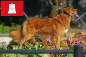 Lee más sobre el artículo Nueva Escocia Duck Tolling Retriever criadores y cachorros en Hamburgo