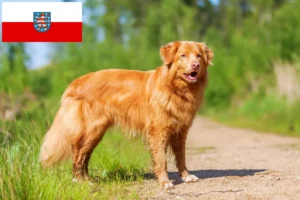 Lee más sobre el artículo Criadores y cachorros de Nova Scotia Duck Tolling Retriever en Turingia