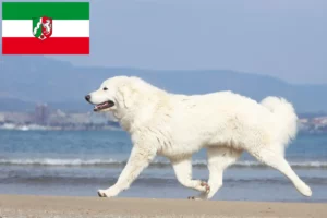 Lee más sobre el artículo Criadores de perros pastores de Tatra y cachorros en Renania del Norte-Westfalia