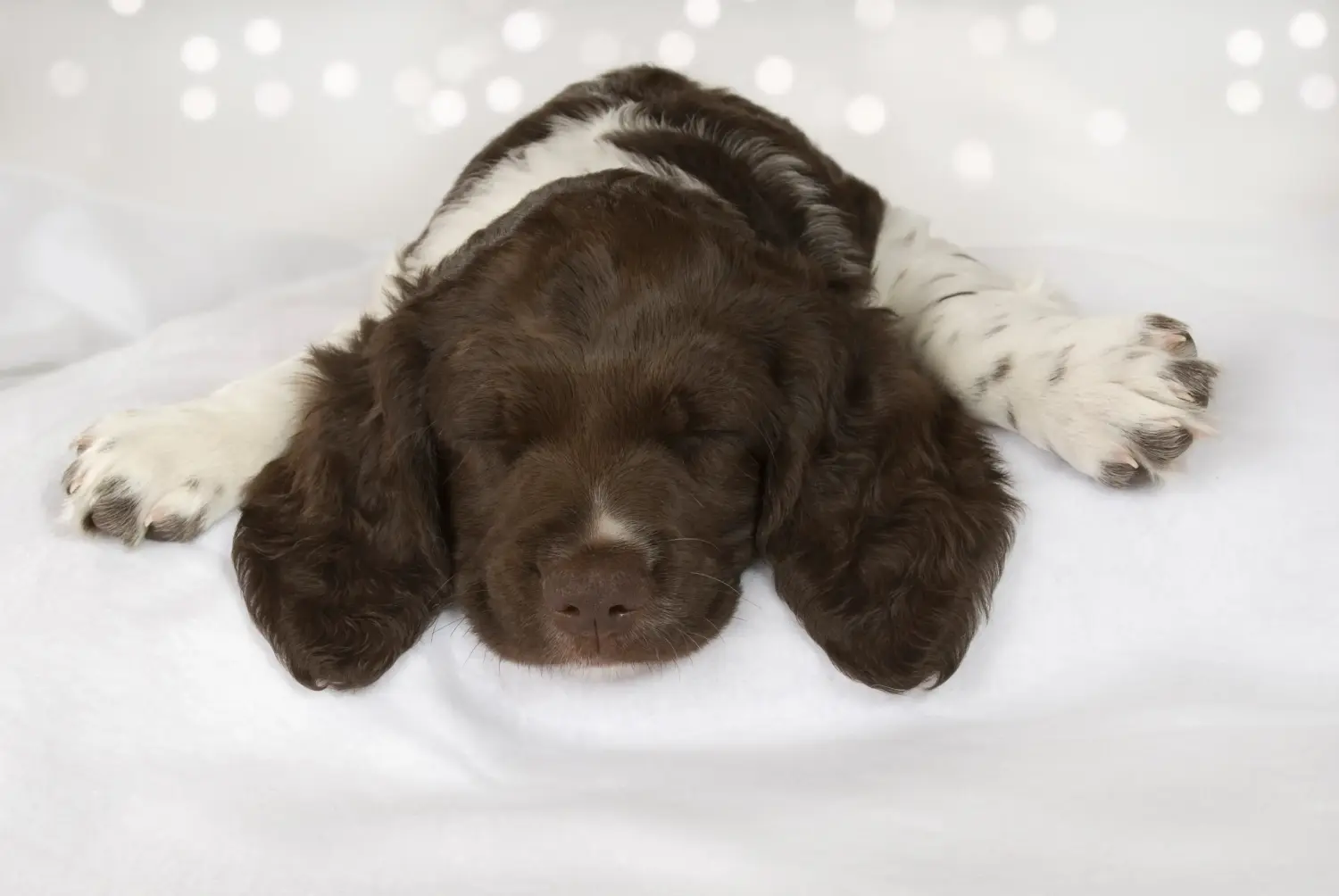 Comprar un cachorro de Kleiner Münsterländer significa asumir responsabilidades. Comprar cachorros pequeños de Münsterländer.