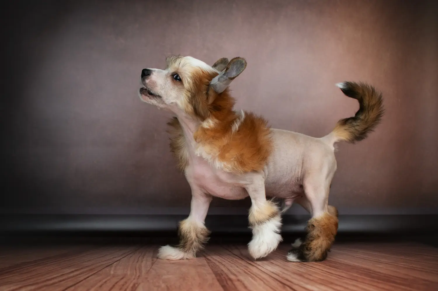 Comprar un cachorro de Perro Crestado Chino significa asumir responsabilidades. Comprar cachorros de Perro Crestado Chino.