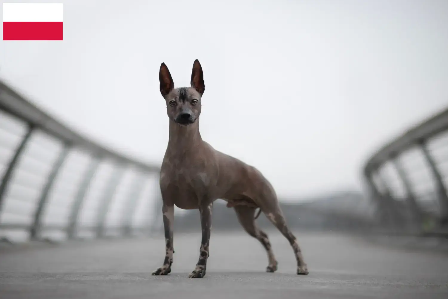 Perro sin pelo peruano Cachorros y Criador Polonia Encuentra aquí criadores de Perro sin pelo peruano en Polonia.