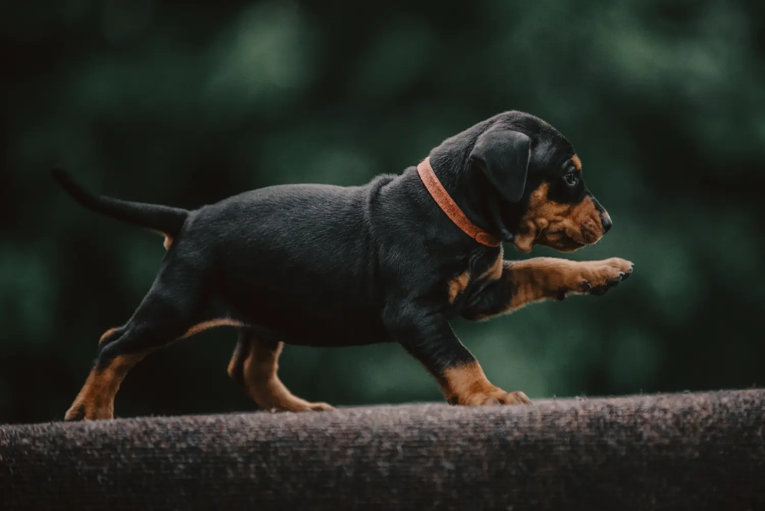 Comprar un cachorro de Pinscher alemán significa asumir responsabilidades. Comprar cachorros de Pinscher alemán.