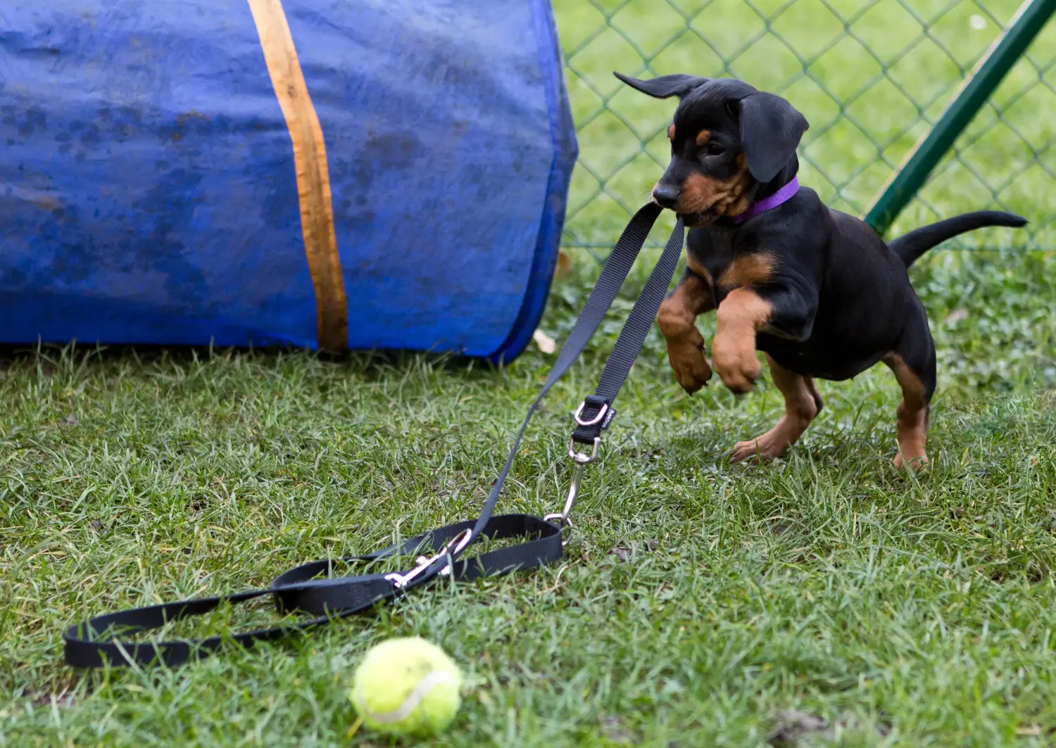 Comprar un cachorro de Pinscher alemán significa asumir responsabilidades. Comprar cachorros de Pinscher alemán.