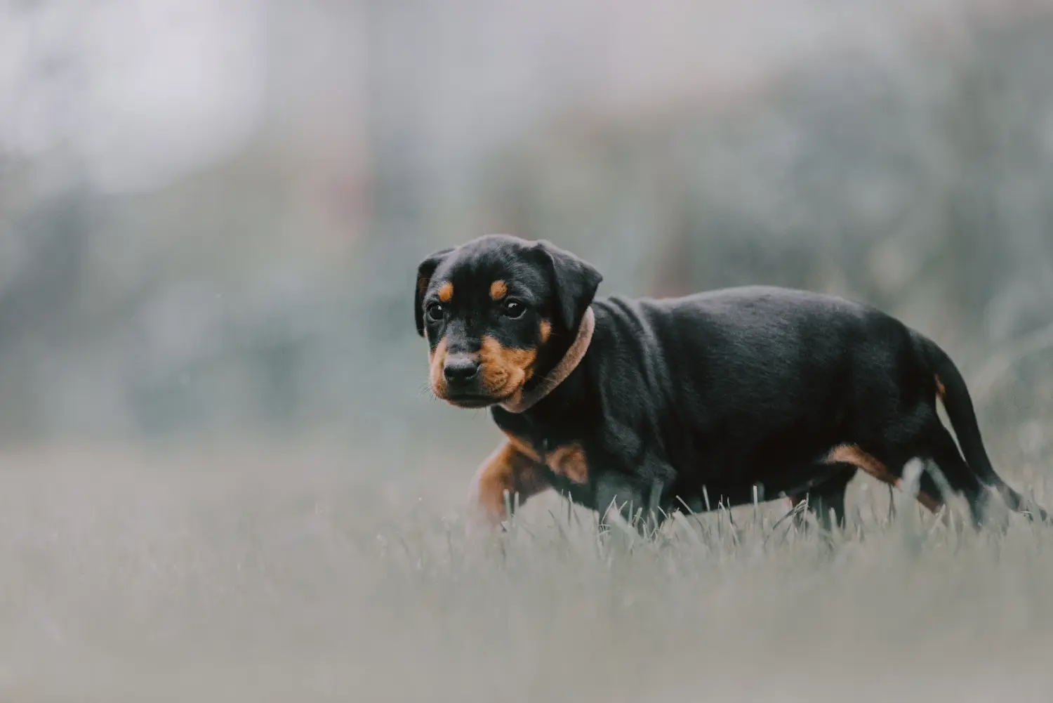 Comprar un cachorro de Pinscher alemán significa asumir responsabilidades. Comprar cachorros de Pinscher alemán.