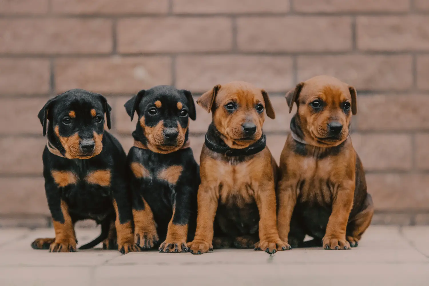 Comprar un cachorro de Pinscher alemán significa asumir responsabilidades. Comprar cachorros de Pinscher alemán.