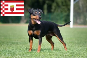 Lee más sobre el artículo Criador de Pinscher miniatura y cachorros en Bremen