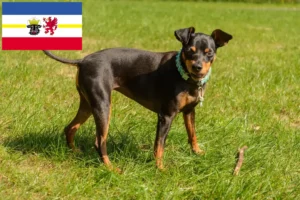 Lee más sobre el artículo Criadores de Pinscher miniatura y cachorros en Mecklemburgo-Pomerania Occidental