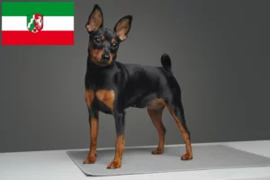 Lee más sobre el artículo Criadores de Pinscher miniatura y cachorros en Renania del Norte-Westfalia