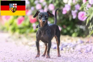Lee más sobre el artículo Criadores de Pinscher miniatura y cachorros en Sarre