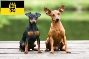 Lee más sobre el artículo Criadores de Pinscher miniatura y cachorros en Baden-Wurtemberg