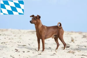 Lee más sobre el artículo Criadores de Pinscher miniatura y cachorros en Baviera