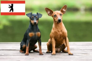 Lee más sobre el artículo Criador de Pinscher miniatura y cachorros en Berlín