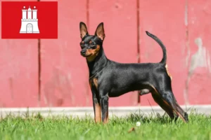 Lee más sobre el artículo Criador de Pinscher miniatura y cachorros en Hamburgo
