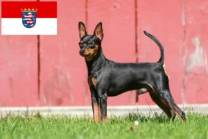 Lee más sobre el artículo Criadores de Pinscher miniatura y cachorros en Hessen