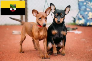 Lee más sobre el artículo Criadores de Pinscher miniatura y cachorros en Sajonia-Anhalt