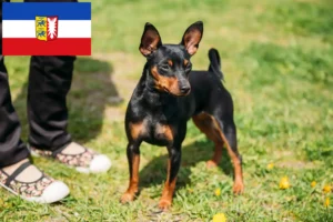Lee más sobre el artículo Criadores de Pinscher miniatura y cachorros en Schleswig-Holstein