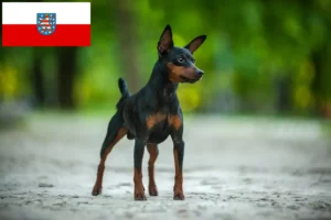 Lee más sobre el artículo Criadores de Pinscher miniatura y cachorros en Turingia