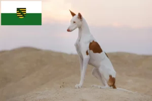 Lee más sobre el artículo Criadores de Podenco y cachorros en Sajonia