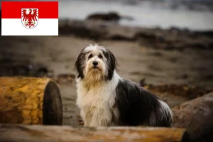 Lee más sobre el artículo Criadores y cachorros de PON en Brandenburgo