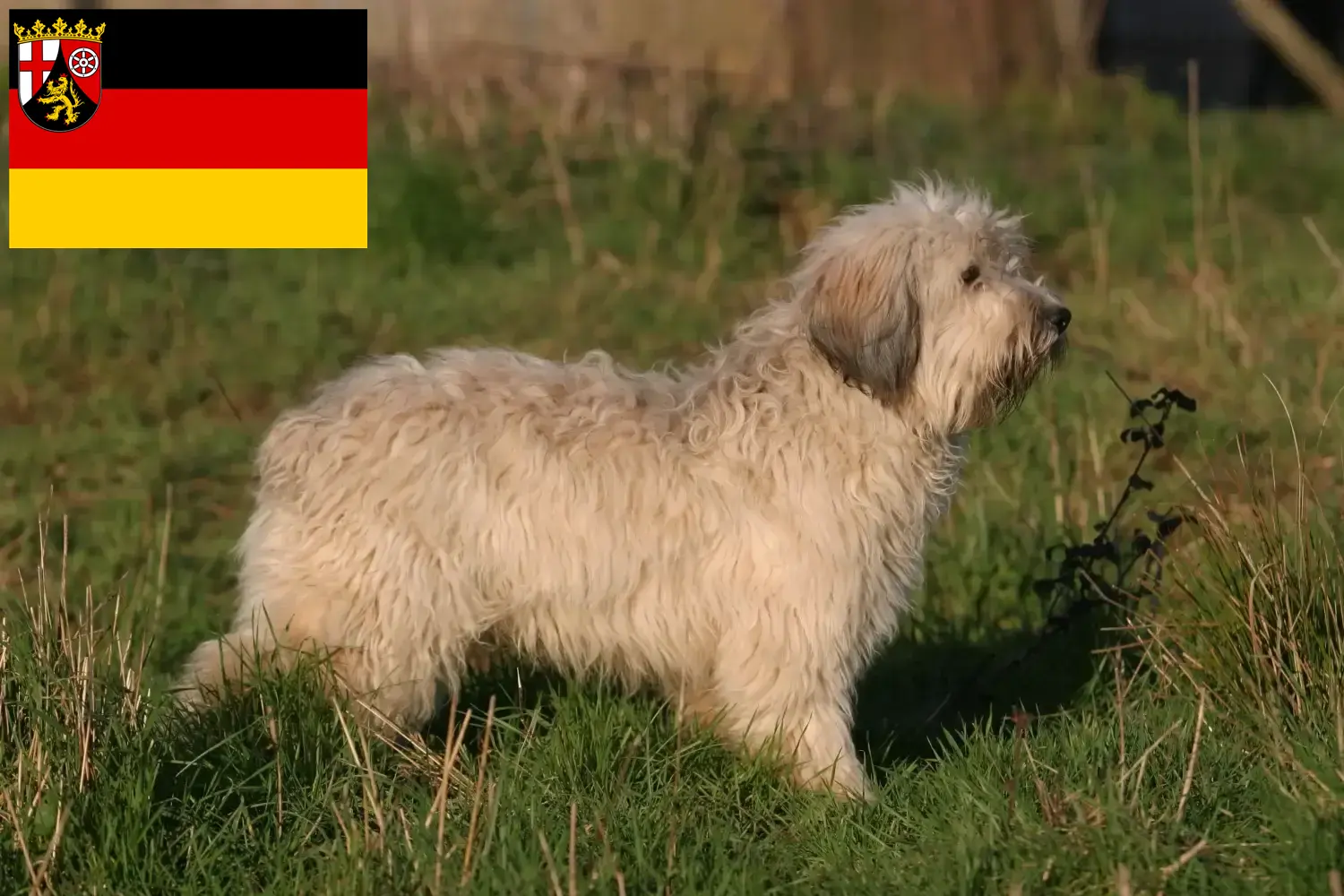 Lee más sobre el artículo Criadores y cachorros de PON en Renania-Palatinado