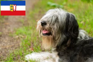 Lee más sobre el artículo Criadores y cachorros de PON en Schleswig-Holstein
