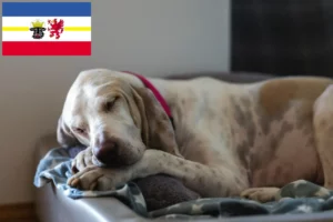 Lee más sobre el artículo Criadores de Porcelana y cachorros en Mecklemburgo-Pomerania Occidental