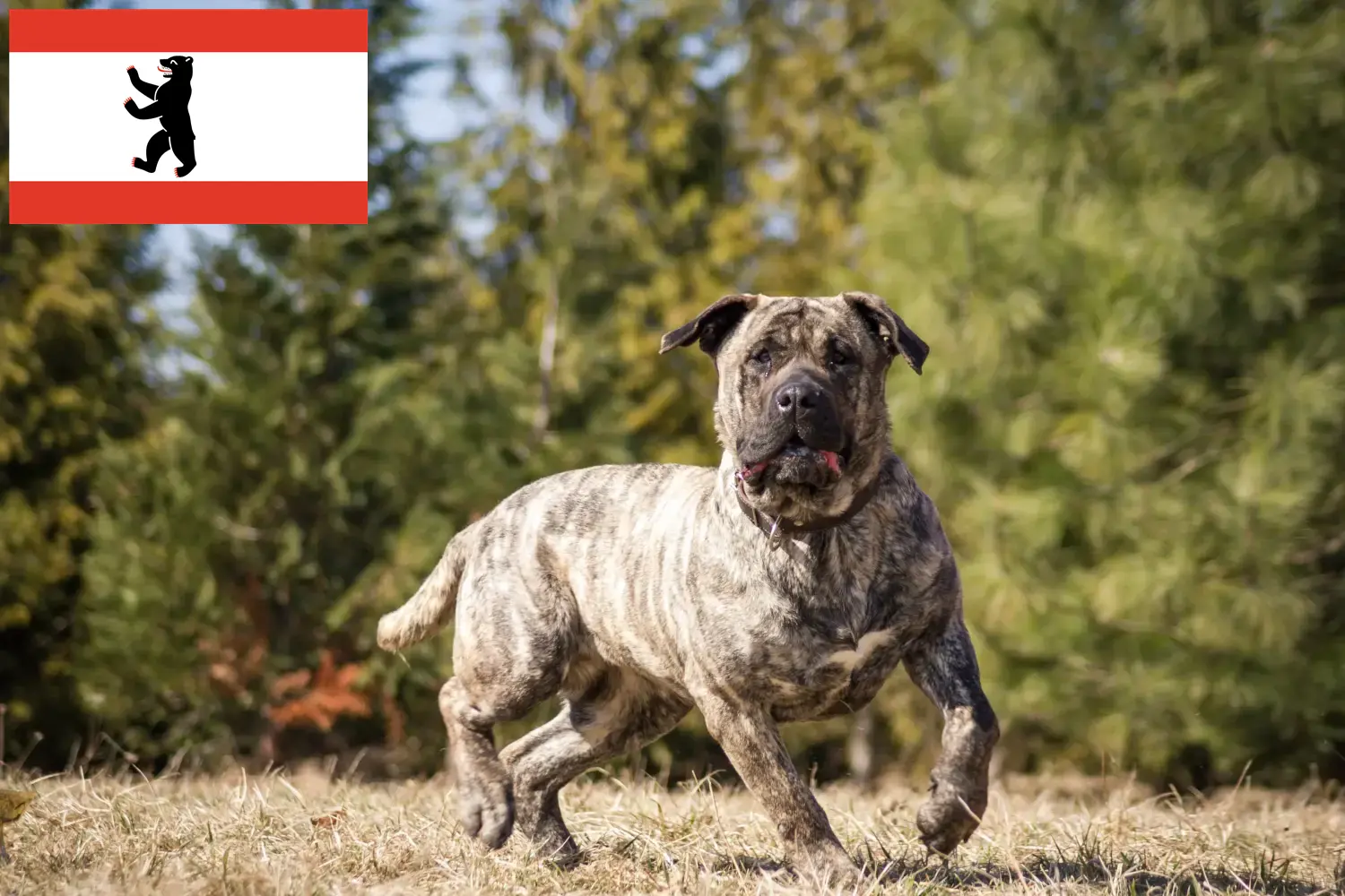 Lee más sobre el artículo Criadores de Presa Canario y cachorros en Berlín