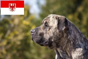 Lee más sobre el artículo Criadores de Presa Canario y cachorros en Brandenburgo