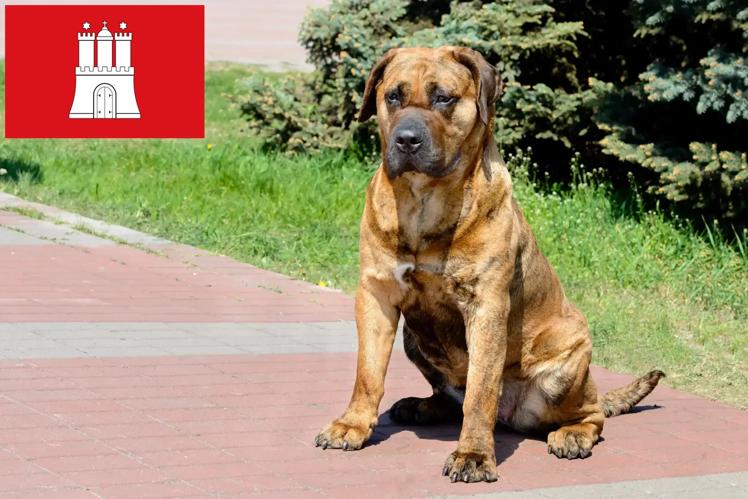 Lee más sobre el artículo Criadores de Presa Canario y cachorros en Hamburgo