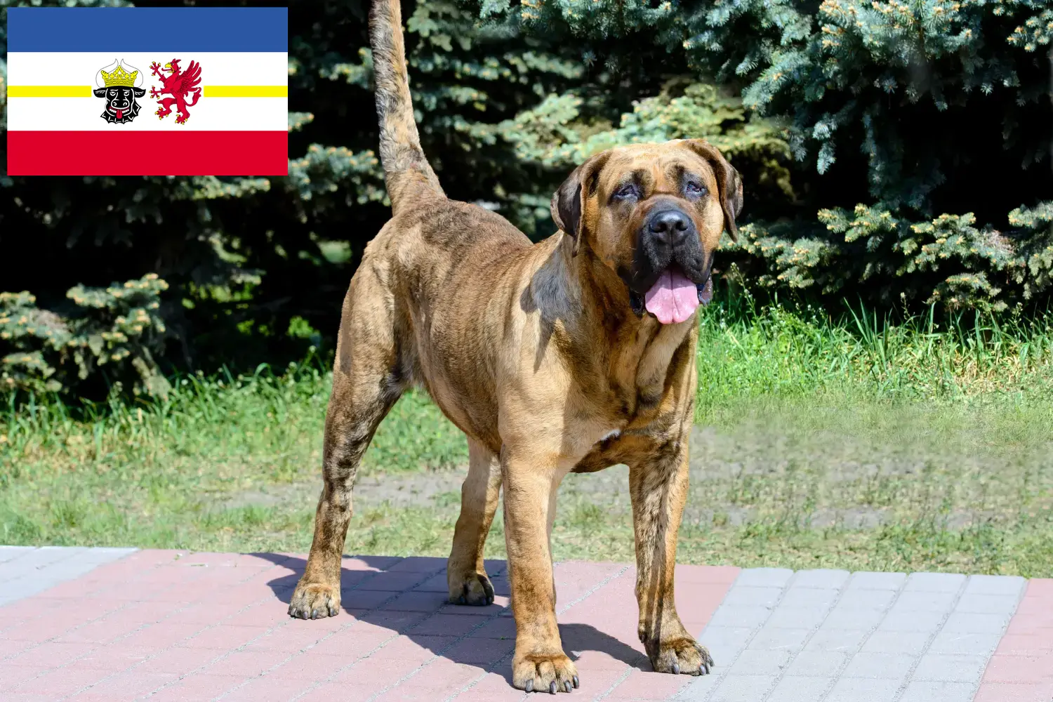 Presa Canario cachorros y criadores Mecklemburgo-Pomerania Occidental Aquí puedes encontrar criadores de Presa Canarios en Mecklemburgo-Pomerania Occidental.