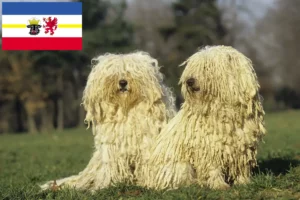 Lee más sobre el artículo Criadores de Puli y cachorros en Mecklemburgo-Pomerania Occidental