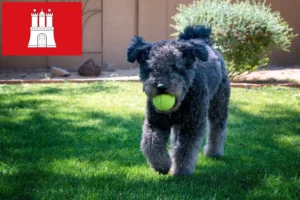 Lee más sobre el artículo Criadores de Pumi y cachorros en Hamburgo