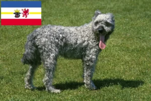 Lee más sobre el artículo Criadores de Pumi y cachorros en Mecklemburgo-Pomerania Occidental