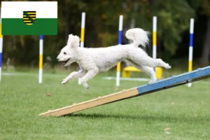 Lee más sobre el artículo Criadores y cachorros de Pumi en Sajonia