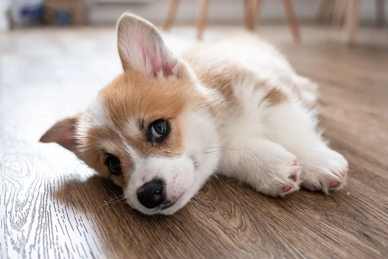 Comprar un cachorro de Corgi galés significa asumir responsabilidades. Comprar cachorros Corgi Galés.