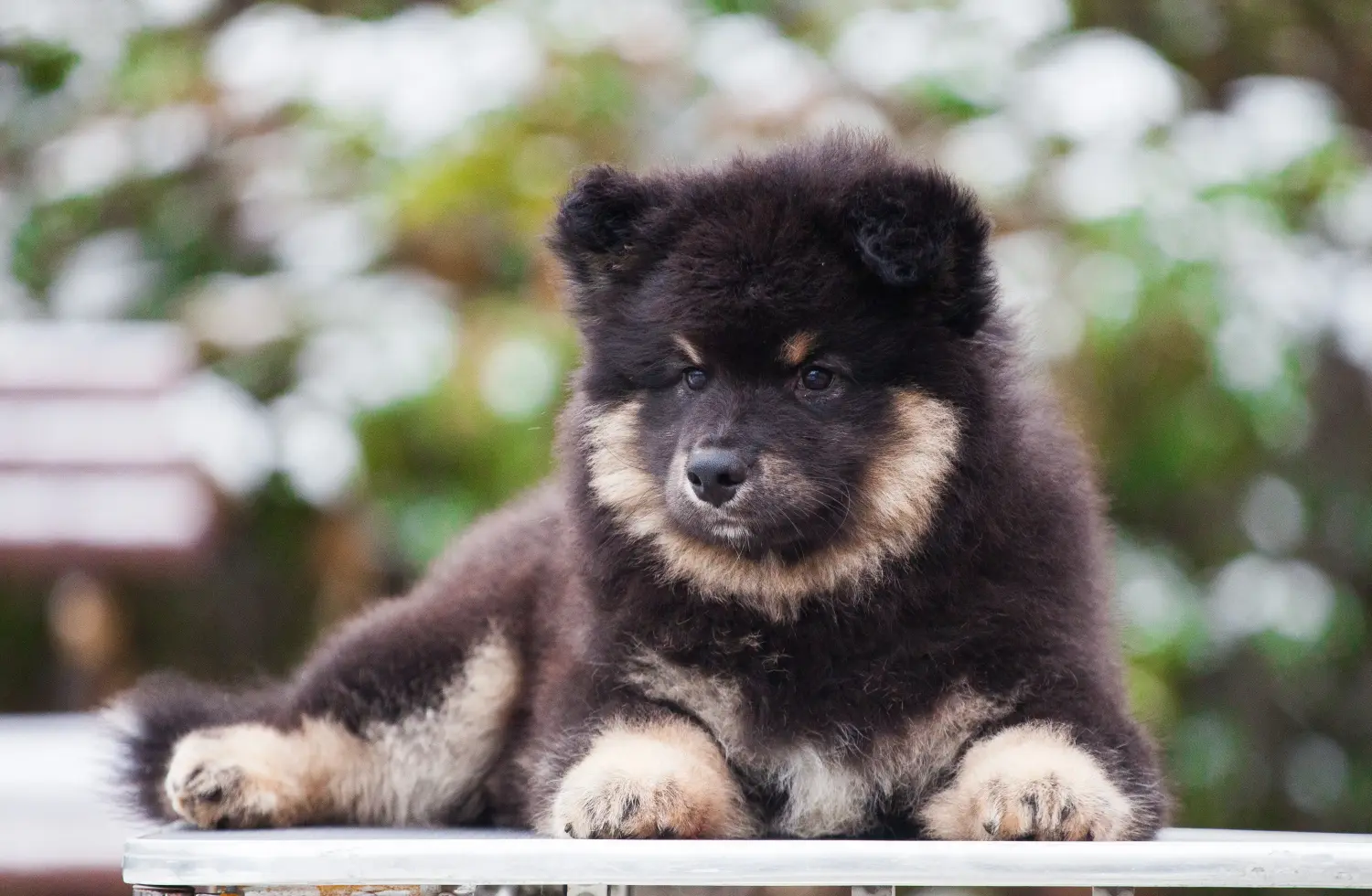 Comprar un cachorro de Lapphund finlandés significa asumir responsabilidades. Comprar cachorros de Lapphund finlandés.