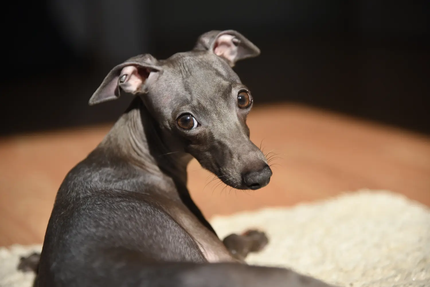 Comprar un cachorro de galgo italiano significa asumir responsabilidades. Comprar cachorros de carillón de viento italiano.