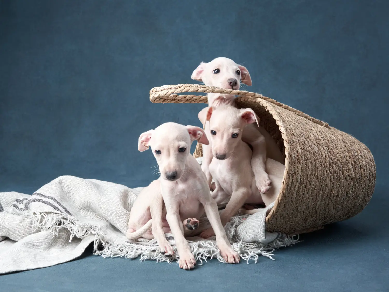 Comprar un cachorro de galgo italiano significa asumir responsabilidades. Comprar cachorros de carillón de viento italiano.