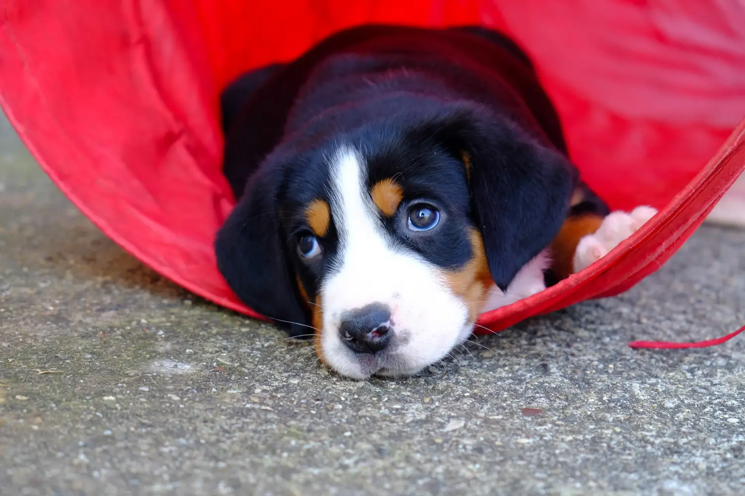Comprar un cachorro de perro de montaña suizo significa asumir responsabilidades. Comprar cachorros de perro de montaña suizo mayor.