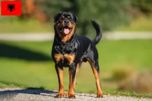 Lee más sobre el artículo Criadores de rottweiler y cachorros en Albania