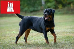 Lee más sobre el artículo Criadores de rottweiler y cachorros en Hamburgo
